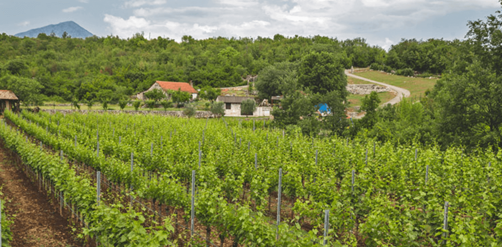 Rupice winery.jpg Rupice winery.jpg