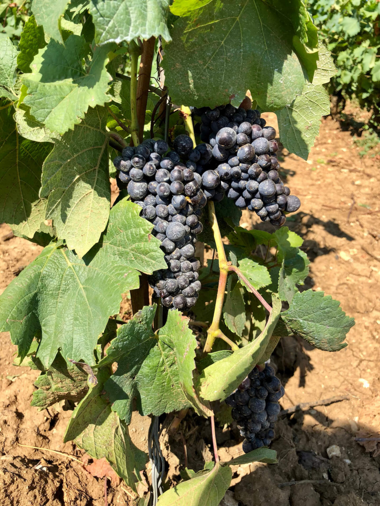 Pinot Noir.jpeg qimqsc39pvg8kvjugqch07cotpddivst.jpeg