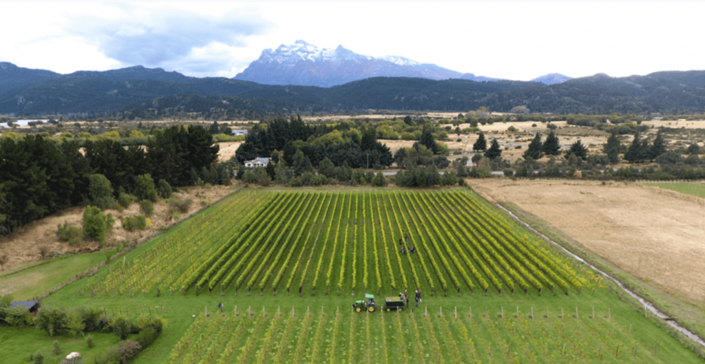 Виноградники бодеги Casa Yagüe Vinos Australes.jpg